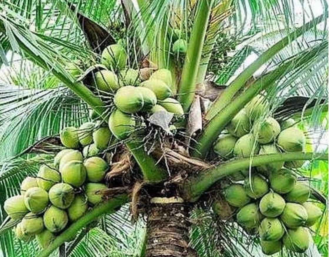 At the forefront of Nigeria's burgeoning coconut industry