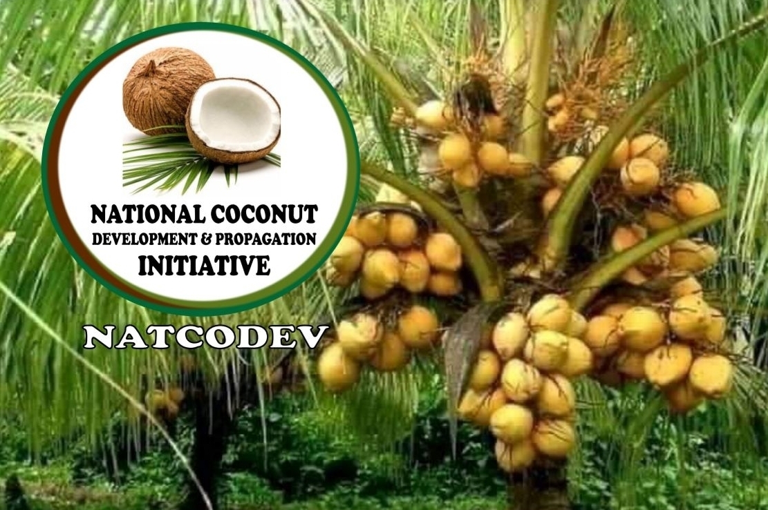 At the forefront of Nigeria's burgeoning coconut industry - C