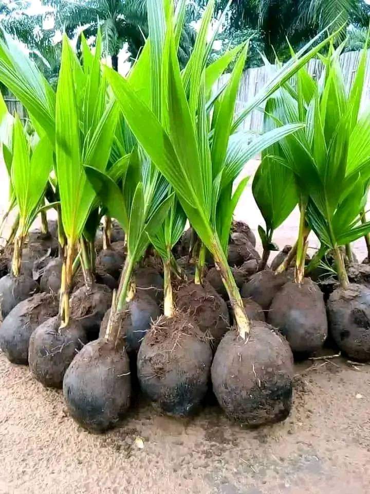 Coconut Seedlings