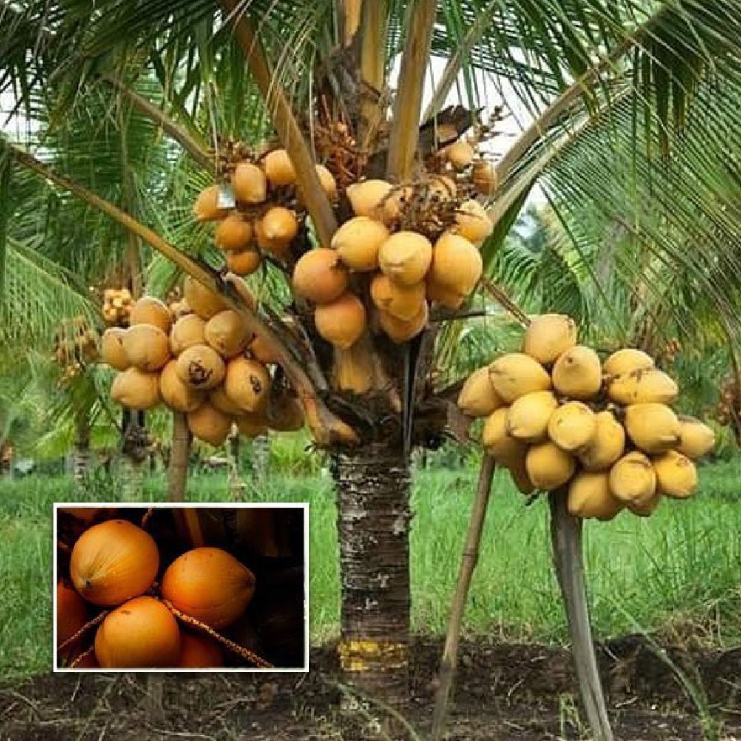 COCONUT COMMERCIALZATION AND PROPAGATION IN NIGERIA